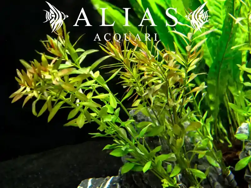 Ludwigia arcuata