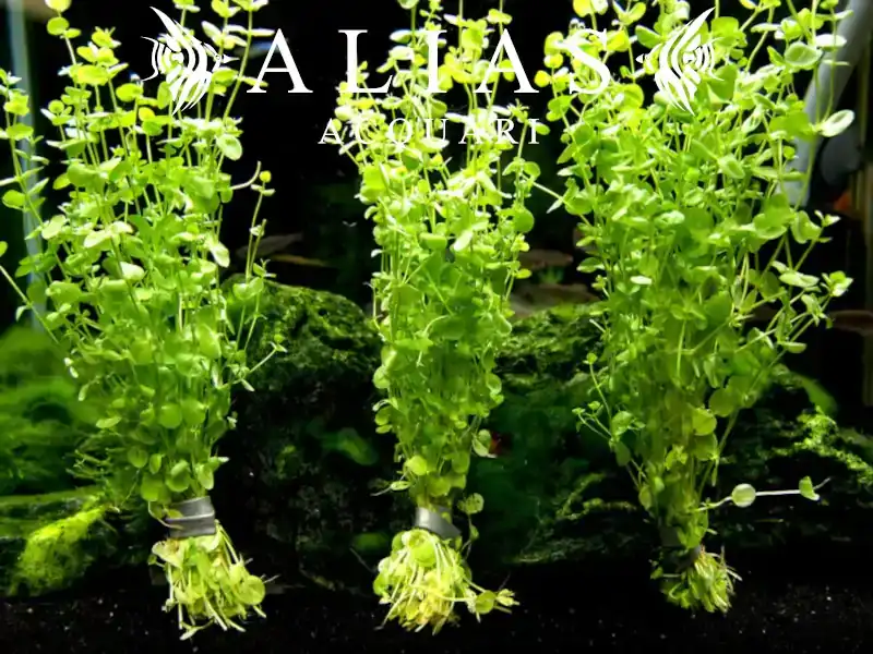 Micranthemum umbrosum