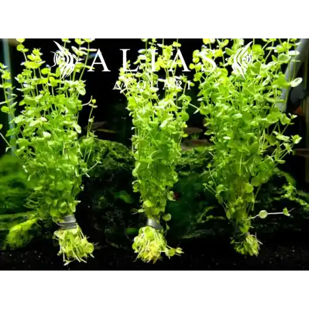 Micranthemum umbrosum