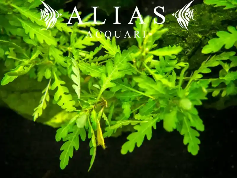 Hygrophila pinnatifida