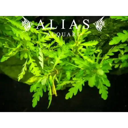 Hygrophila pinnatifida