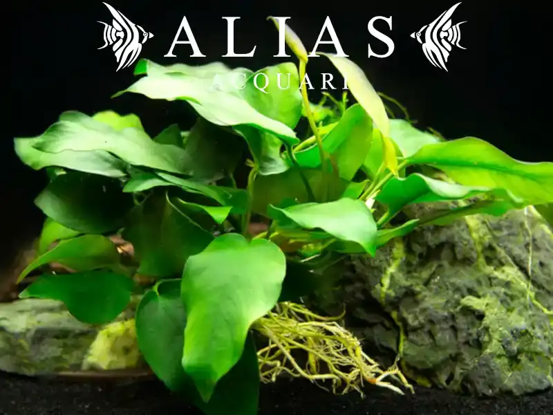 Anubias Barteri Nana