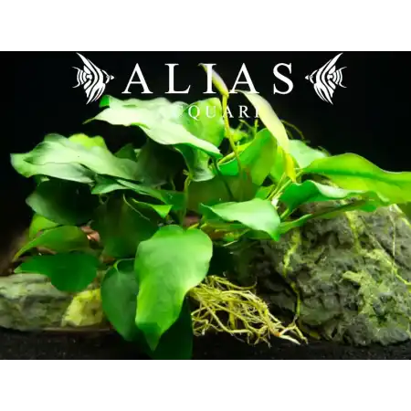 Anubias Barteri Nana