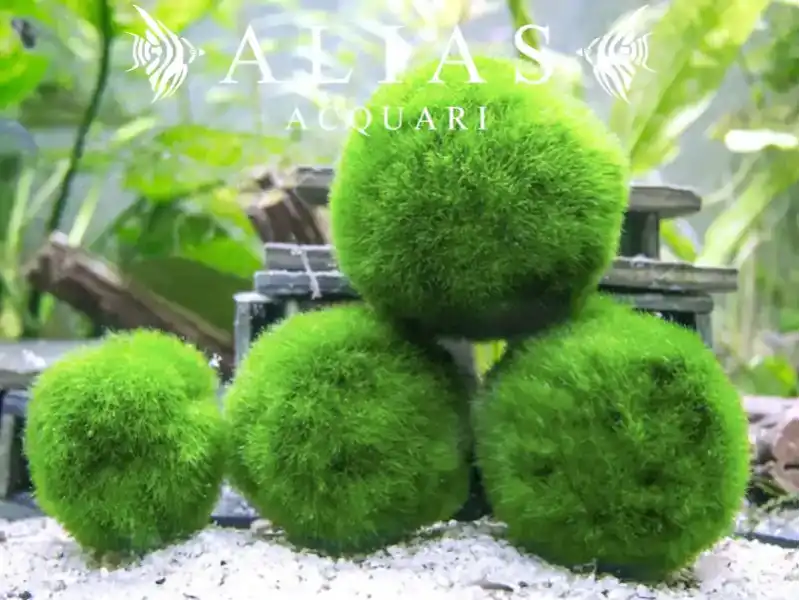 Cladophora aegagrophila