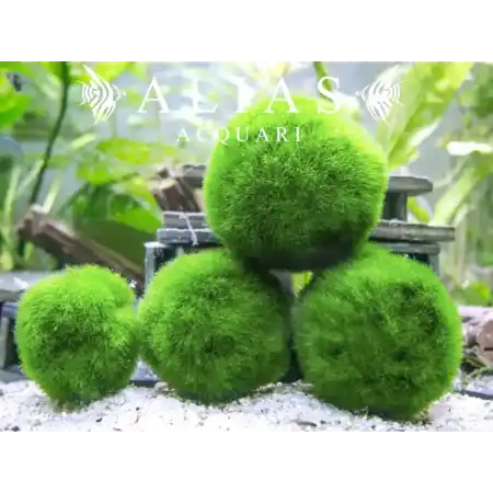 Cladophora aegagrophila