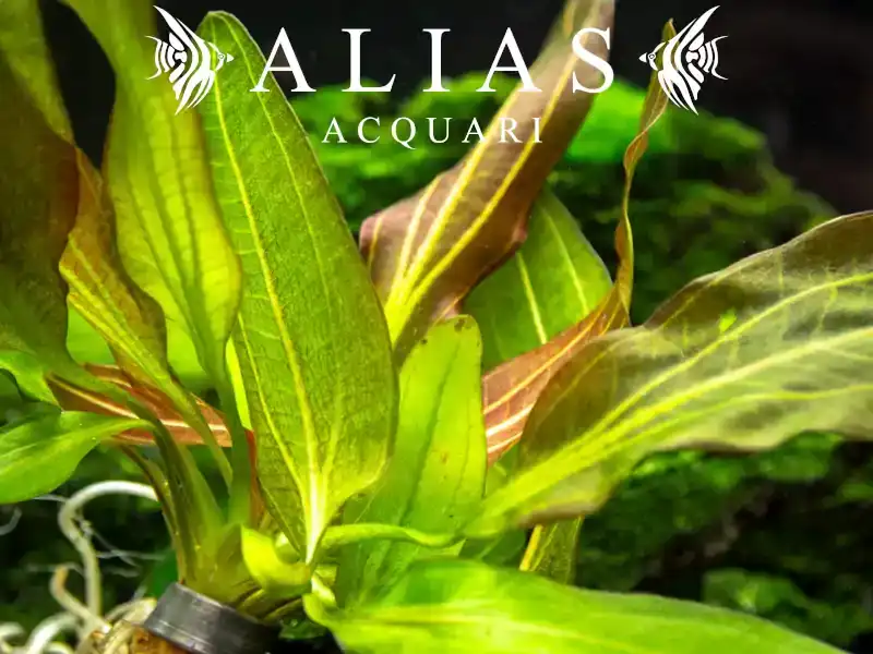 Echinodorus horemanii