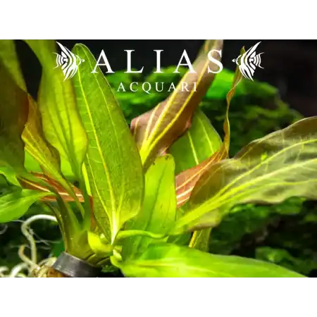 Echinodorus horemanii