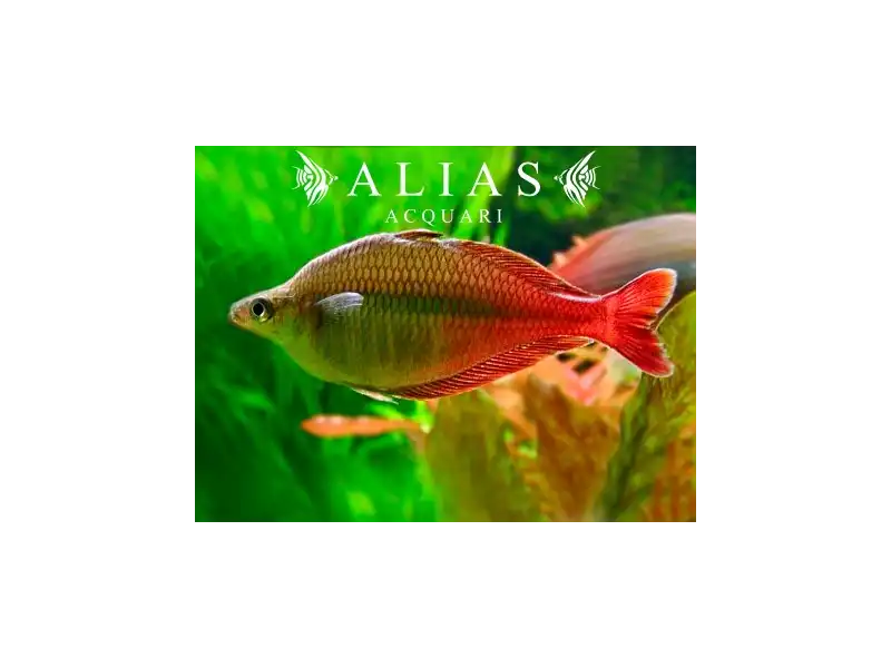 Chilatherina Bleheri