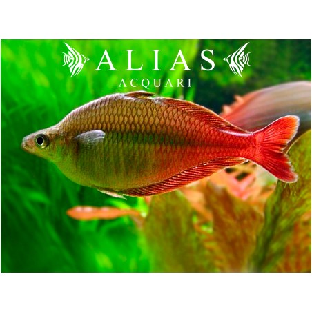 Chilatherina Bleheri