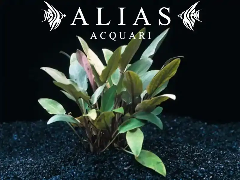 Cryptocoryne becketii