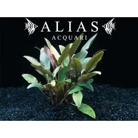 Cryptocoryne becketii