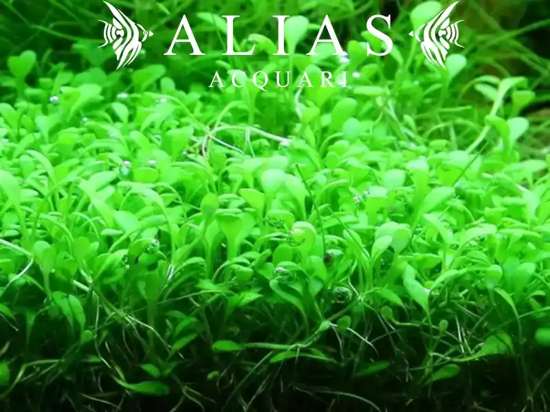 Glossostigma elatinoides