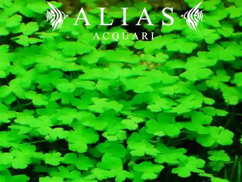 Hydrocotyle tripartita Japan