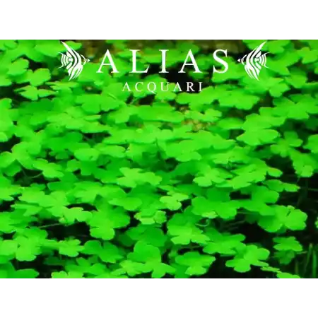 Hydrocotyle tripartita Japan