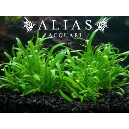 Lilaeopsis novae zelandiae