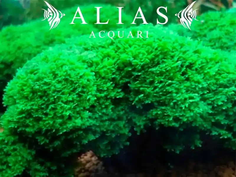 Monosolenium tenerum