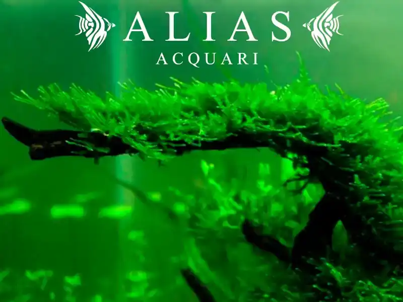 Vesicularia dubyana (Java Moss)