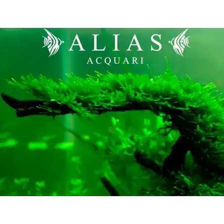 Vesicularia dubyana (Java Moss)