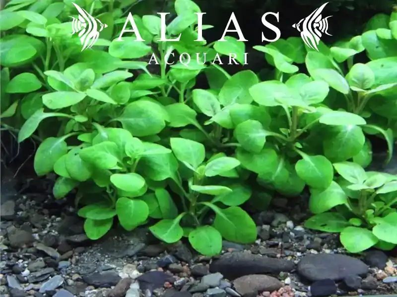 Lobelia Cardinalis mini