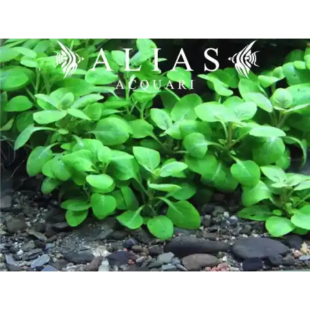 Lobelia Cardinalis mini