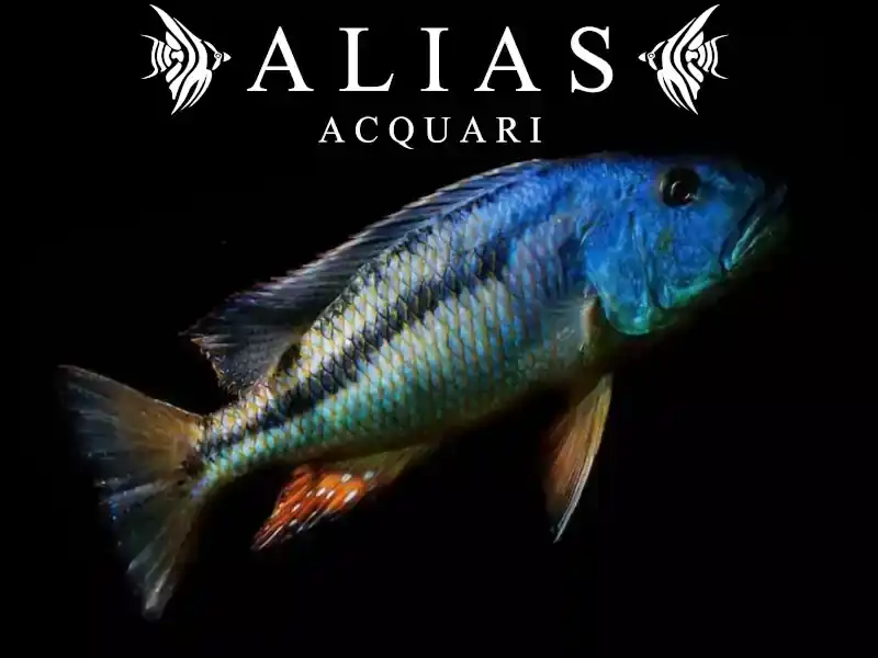 Aristochromis christyi