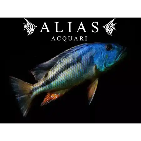 Aristochromis christyi