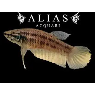 Betta splendens female Wild Buriram blue