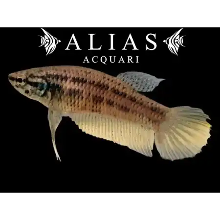 Betta splendens female Wild Buriram blue