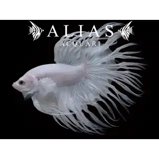 Betta splendens male crowntail White