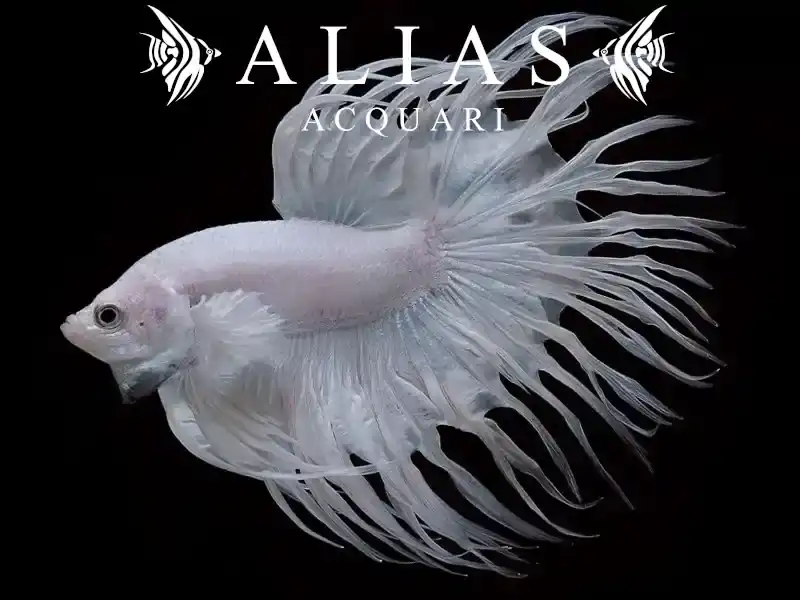 Betta splendens male crowntail White