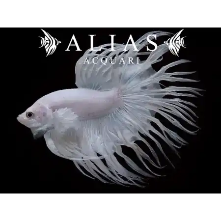 Betta splendens male crowntail White