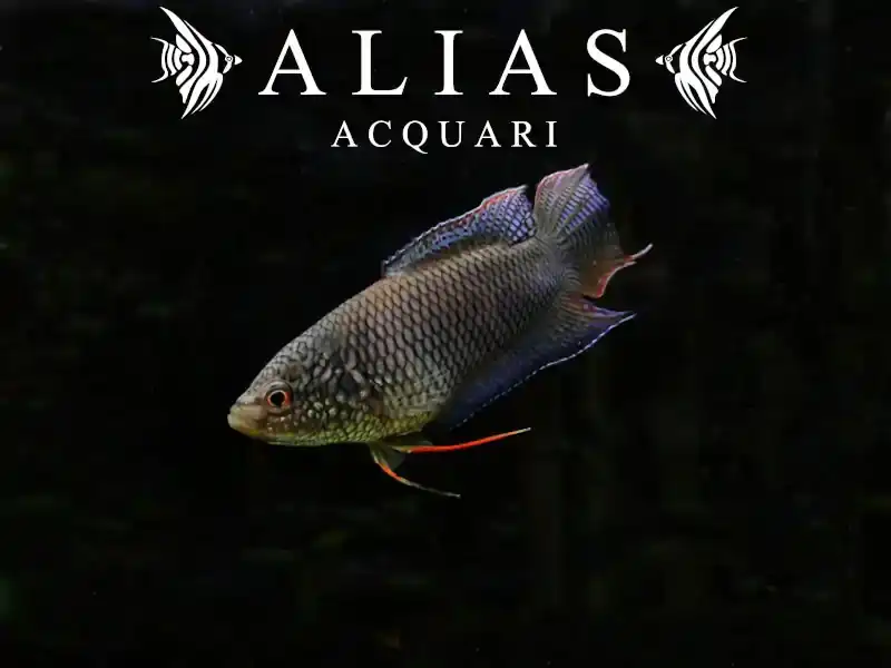 Macropodus Spechti Black