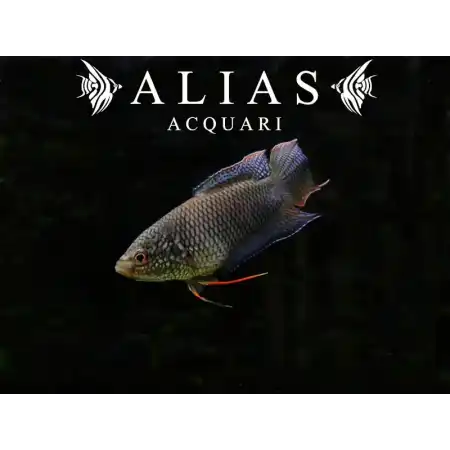 Macropodus Spechti Black