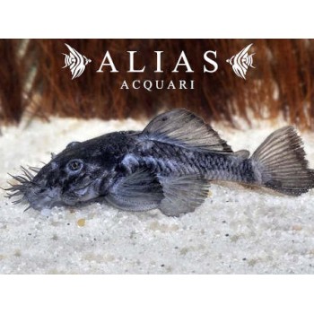 L034 Ancistrus Ranunculus