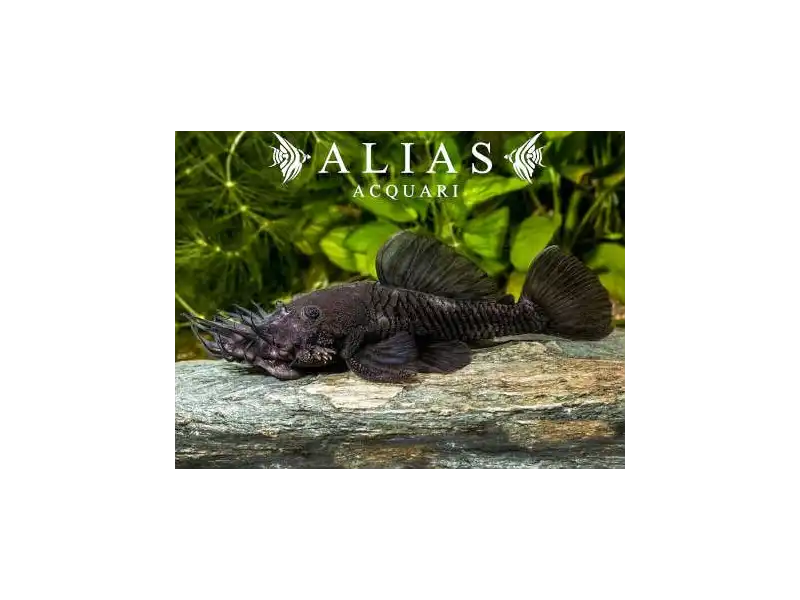 L034 Ancistrus Ranunculus