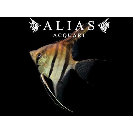 Pterophyllum scalare Manacapuru