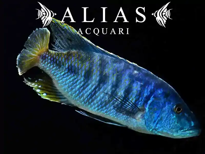 Tyrannochromis Nigriventer