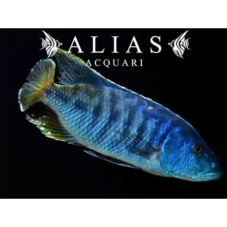 Tyrannochromis Nigriventer