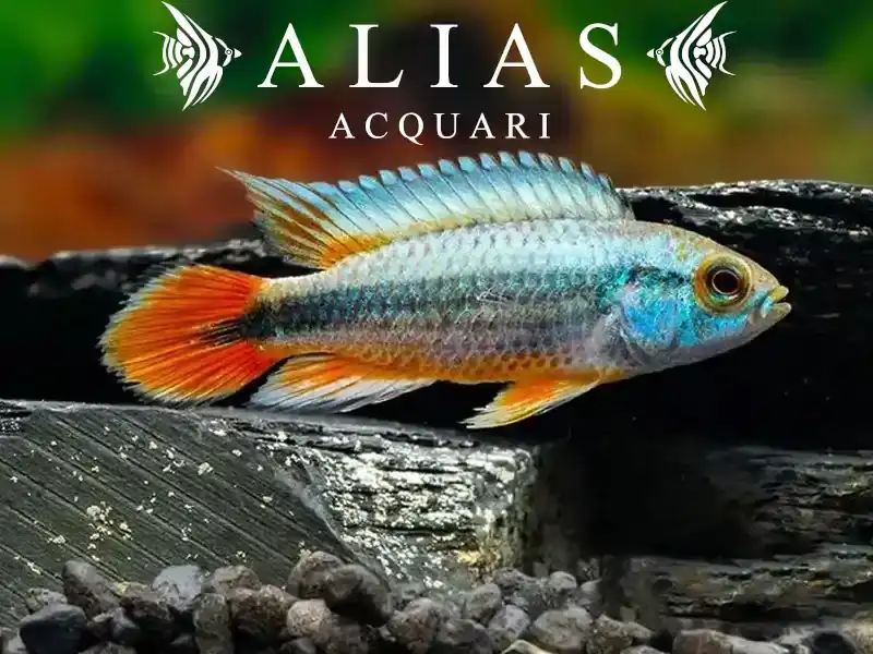 Apistogramma Agassizii Alenquer red tail