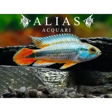 Apistogramma Agassizii Alenquer red tail