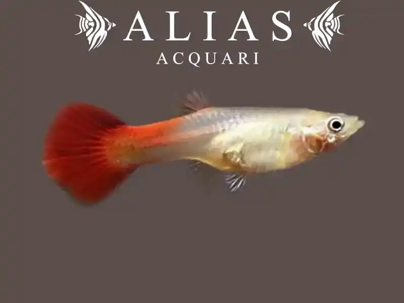 Guppy femmina Royal Red