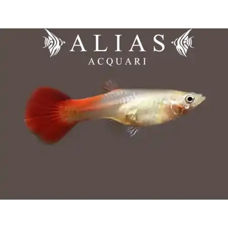 Guppy femmina Royal Red