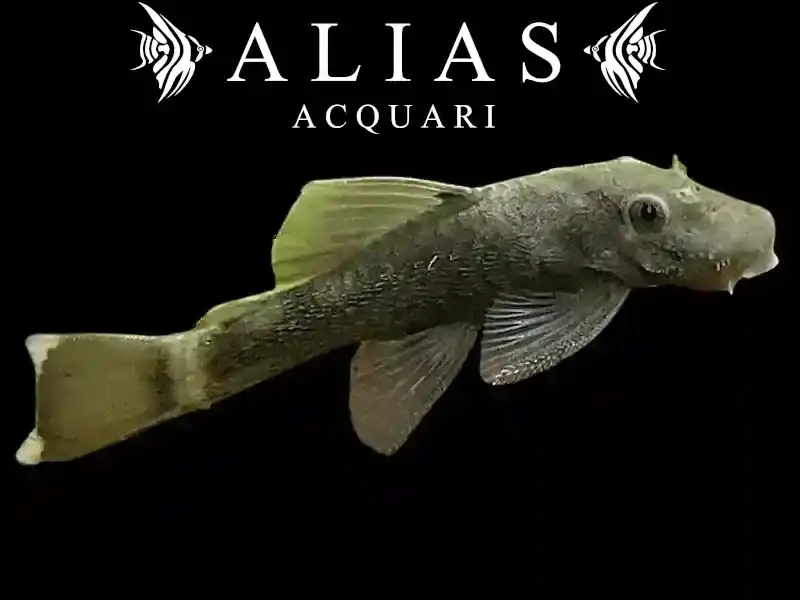 Ancistrus Green Dragon