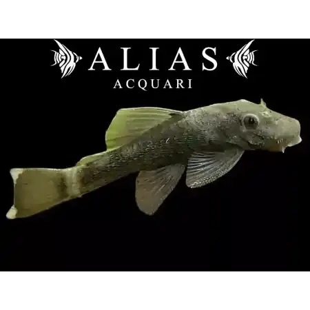 Ancistrus Green Dragon