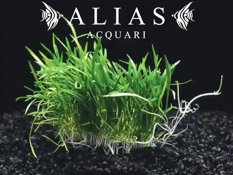 Lilaeopsis Brasiliensis