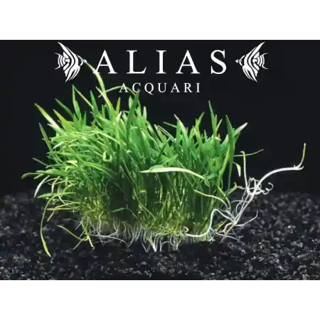 Lilaeopsis Brasiliensis