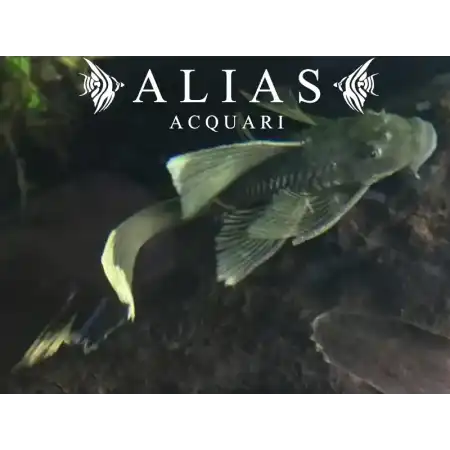 Ancistrus Green Dragon Long Fin