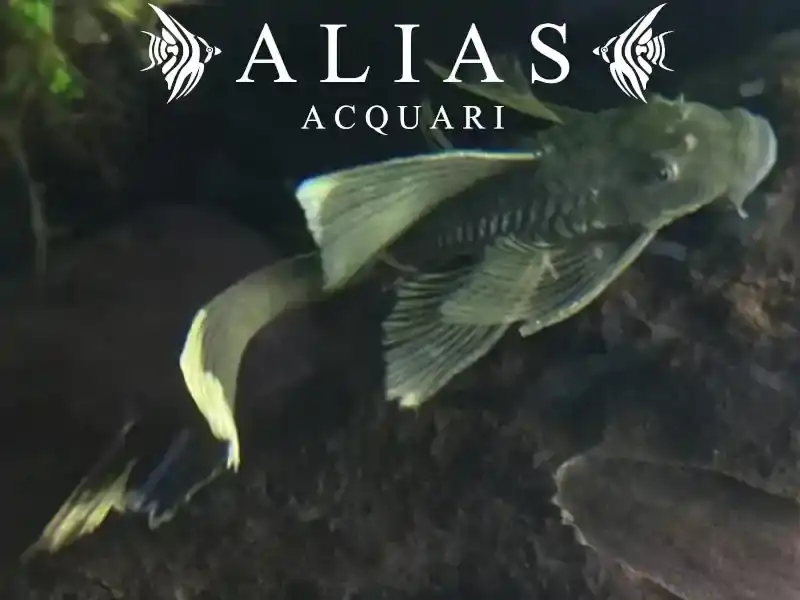 Ancistrus Green Dragon Long Fin