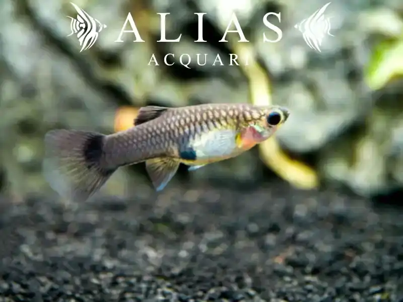 Guppy femmina Blue Moscow