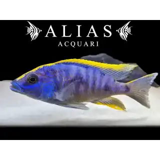 Otopharynx lithobates «Roxy»